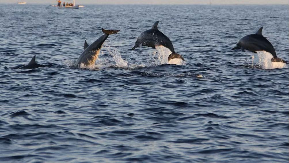 Dolphins leaping out of the water in a body of water. 4
