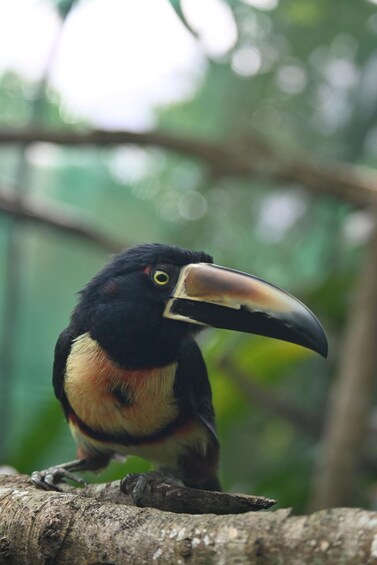A toucan perched on a branch with a blurred green background. 5