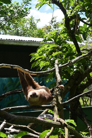 A sloth hanging from a tree branch. 4
