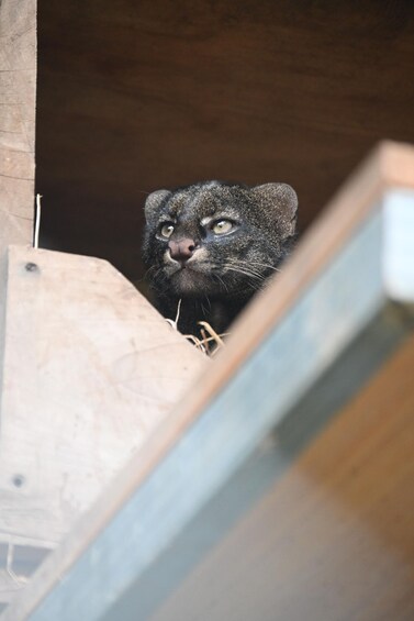 A small animal, possibly a raccoon, peeking out from a wooden structure. 1