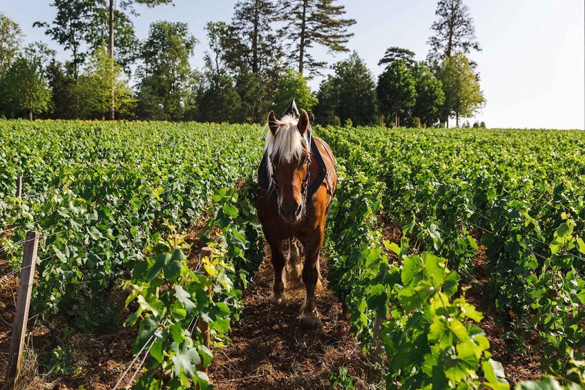 A horse in a vineyard. 5