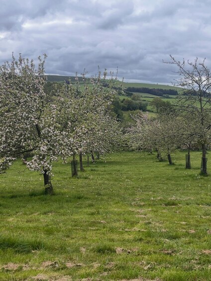 A field of blooming trees with a cloudy sky. 2