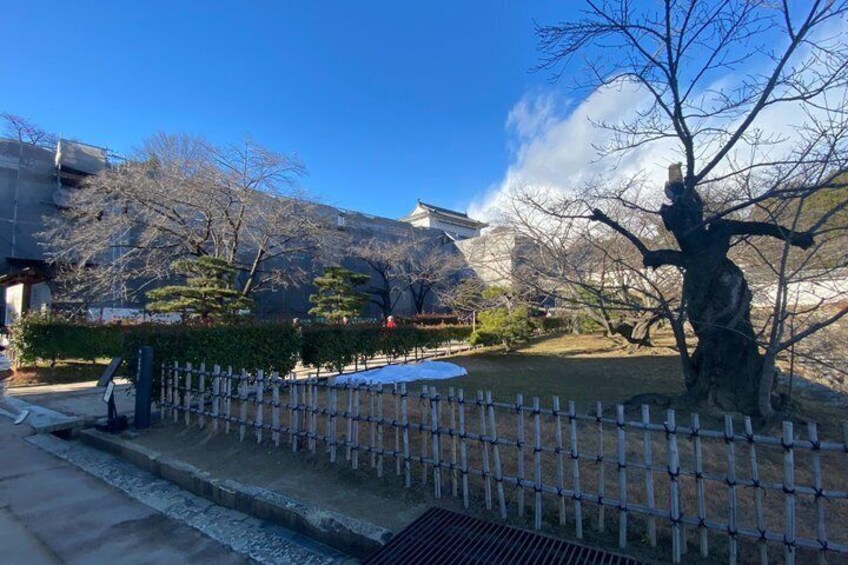 A garden with a wooden fence, a statue, and a building in the background. 2