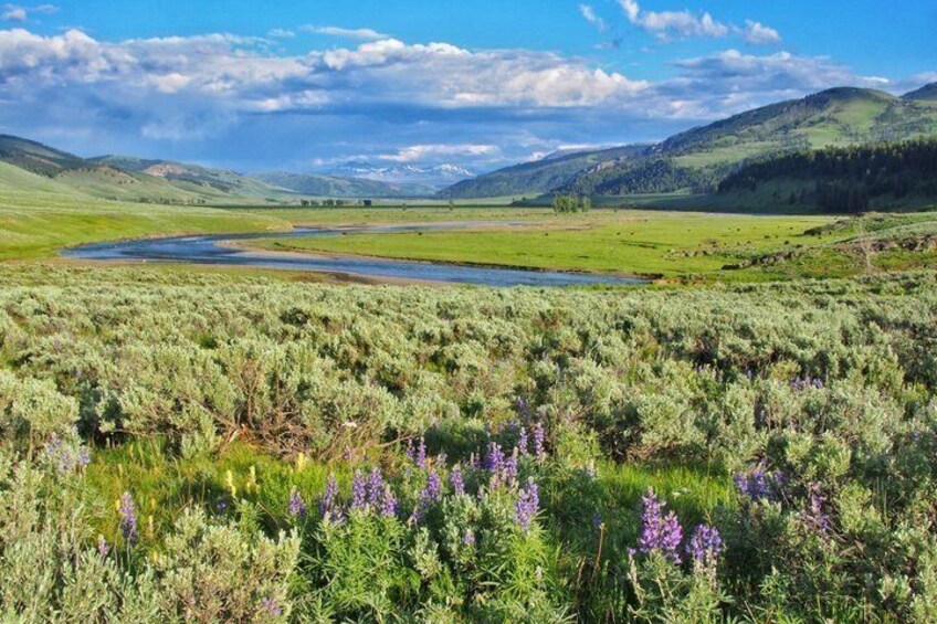 A river, green hills, purple flowers, and a clear sky. 2