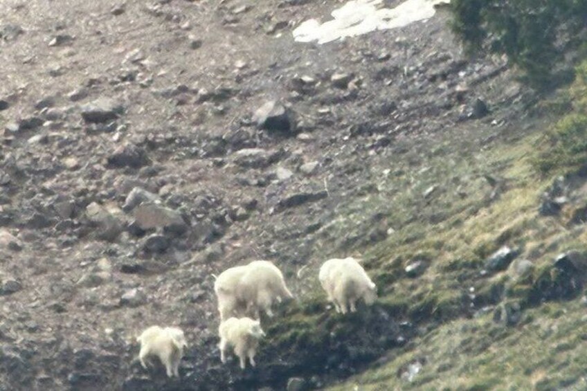 A rocky hillside with a small herd of sheep. 3