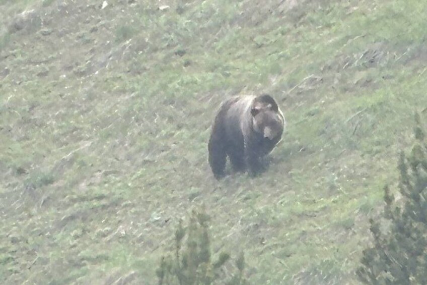 A bear walking on a grassy hillside. 5
