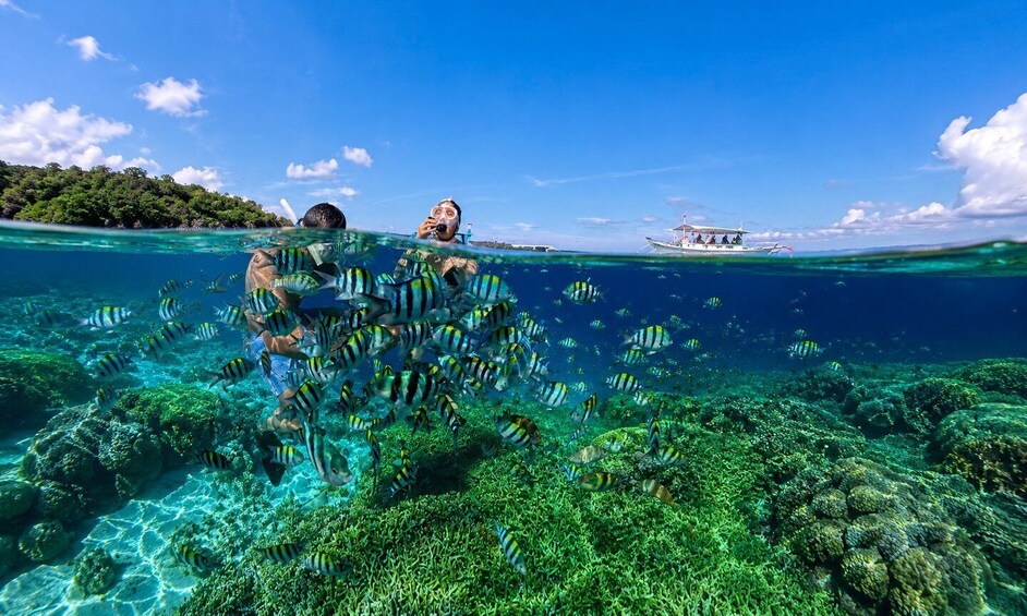 A person snorkeling with striped fish in clear water, a boat, and a forested island in the background. 2