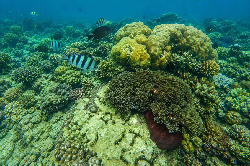 A vibrant underwater coral reef with various fish species, including striped and clownfish, and diverse coral formations. 4
