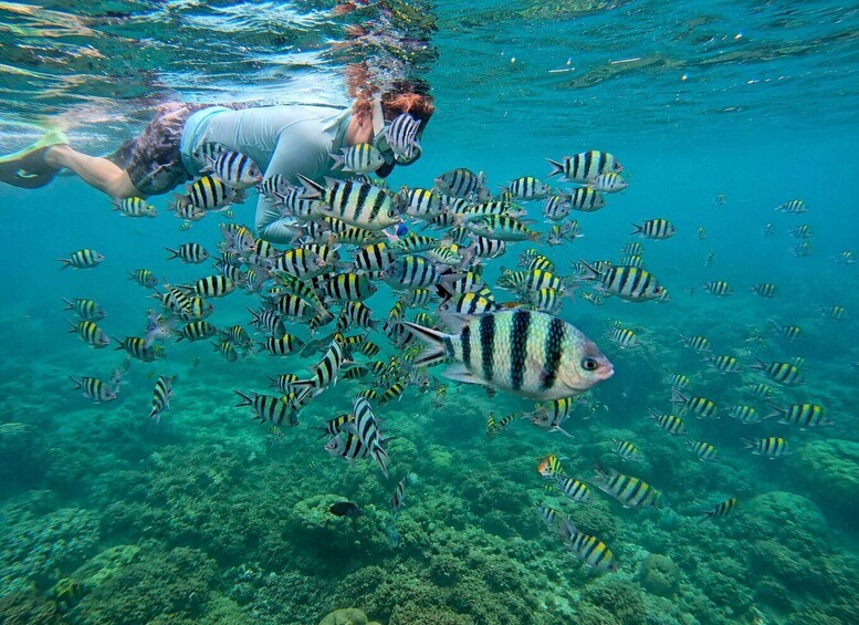 A person swimming with a school of striped fish in clear blue water. 1