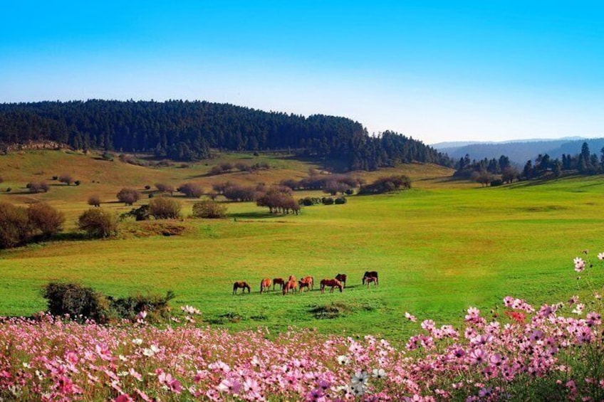 A green field with horses grazing, a forested hill in the background, and pink flowers in the foreground. 1