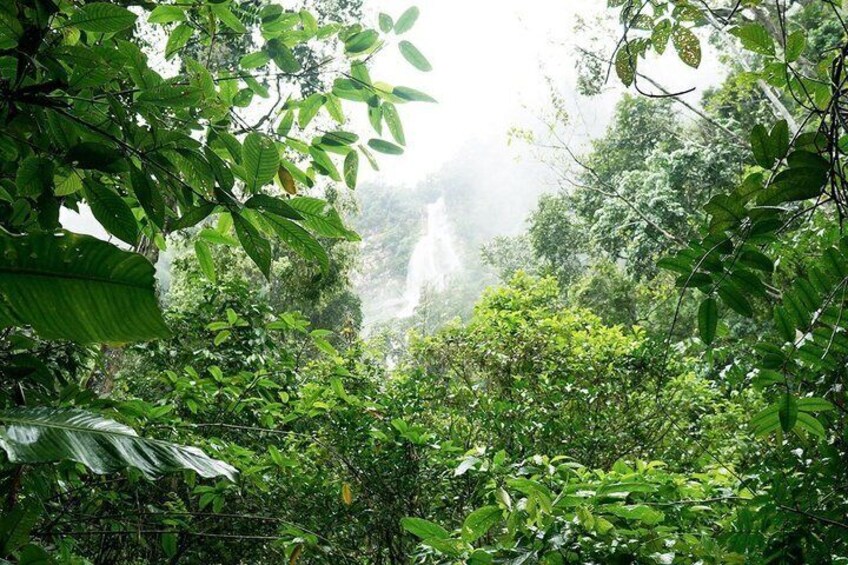 A dense forest with a waterfall in the background. 2