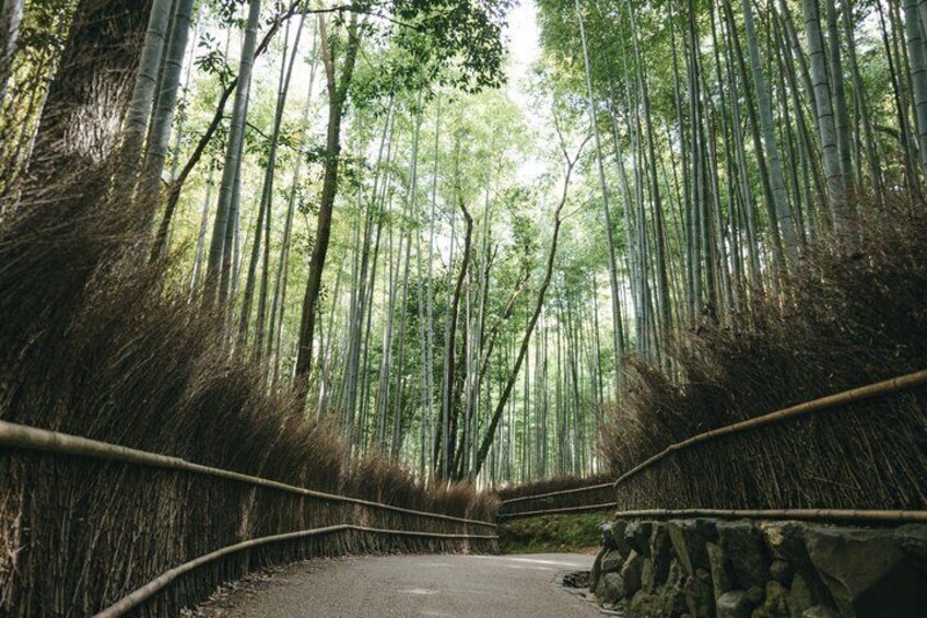 A road winding through a bamboo forest with tall bamboo trees and a stone wall on the right. 4