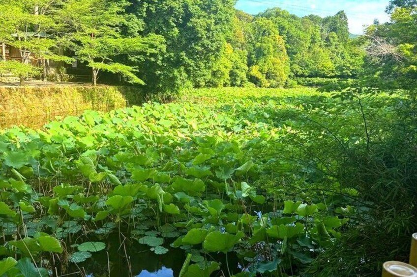 A pond with water lilies and surrounding greenery. 2