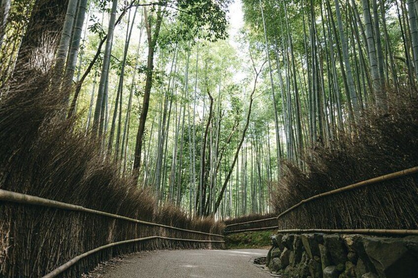 A road through a bamboo forest with a guardrail on the left. 3