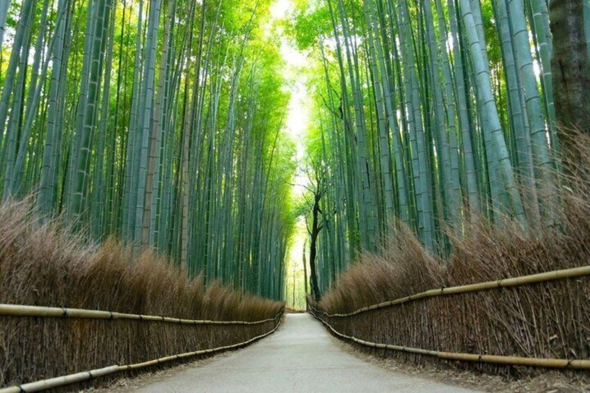 A pathway flanked by tall bamboo trees. 5