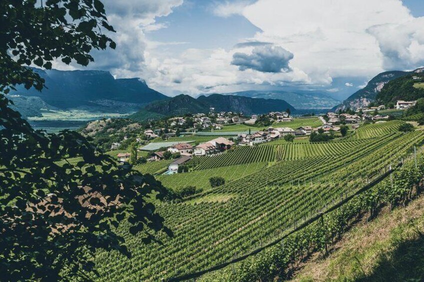 A vineyard with rows of grapevines, a small village, and mountains in the background. 1