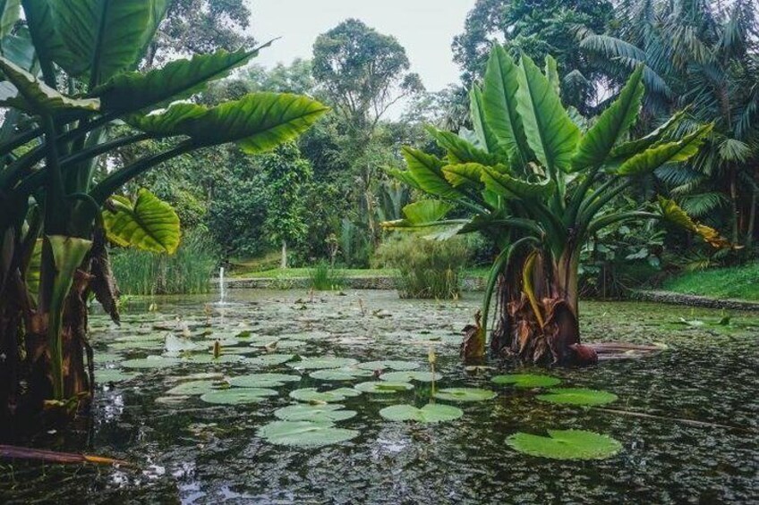 A pond with lily pads, large banana plants, and a small waterfall. 3
