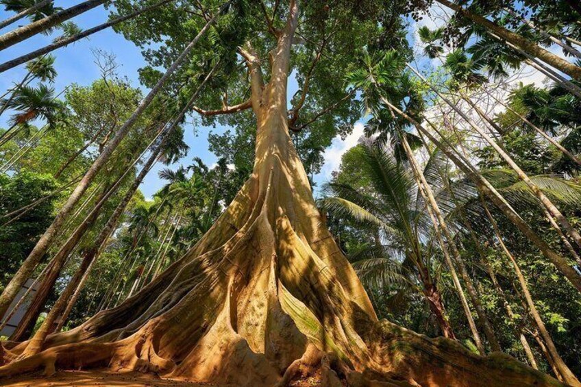 A large tree with extensive roots and a dense canopy of green foliage. 1