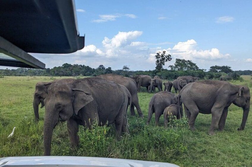 A herd of elephants in a grassy field with trees in the background. 4