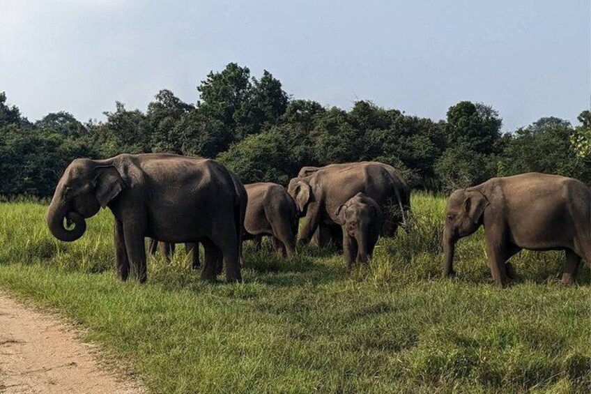A group of elephants in a grassy field with trees in the background. 3