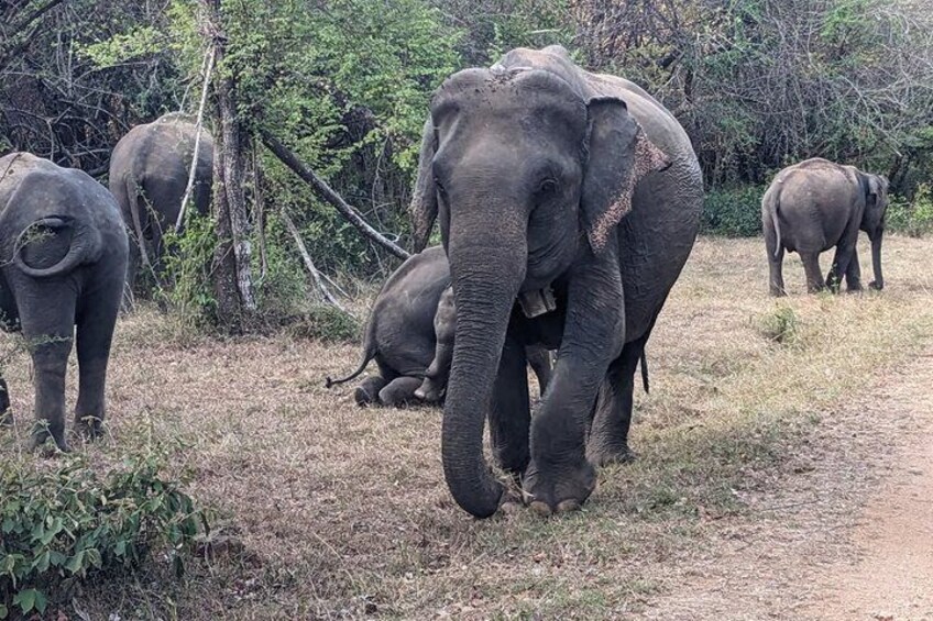 Elephants in a natural setting with trees and dry grass. 2