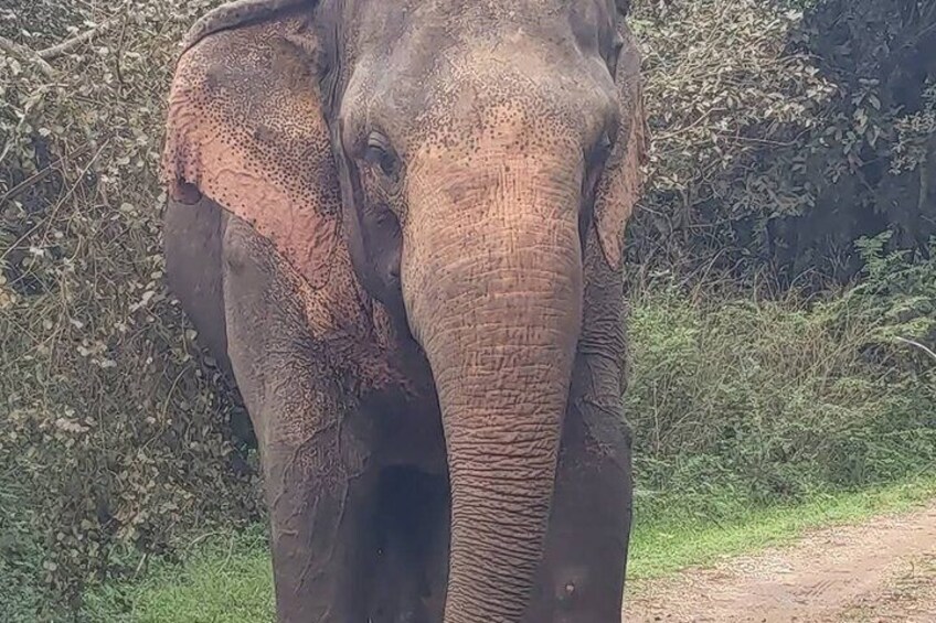 An elephant standing on a dirt path surrounded by dense vegetation. 5