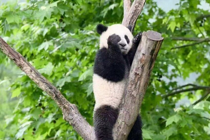 A panda resting on a tree branch. 1