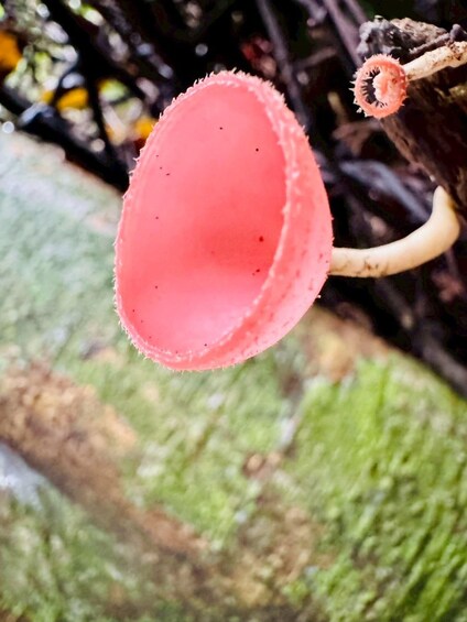 A red mushroom with a white stem and a spiky cap. 2