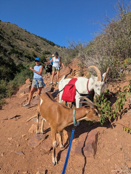 A hiker with a goat on a rocky trail, another hiker in the background, and a goat with a red blanket. 2