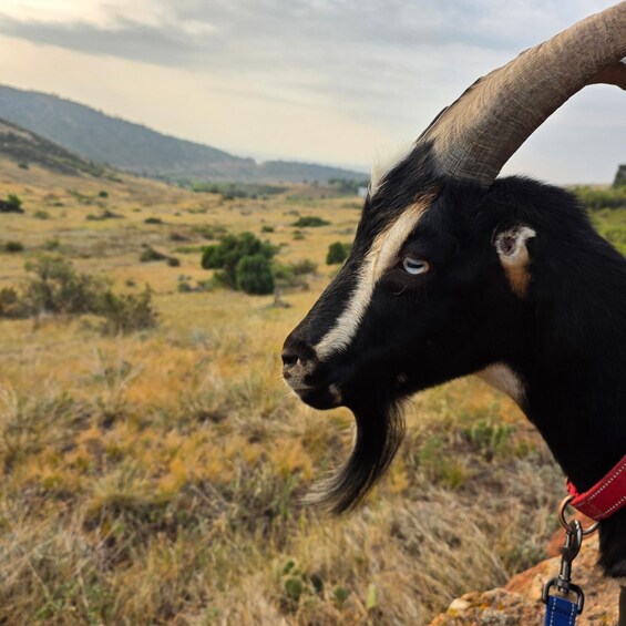 A goat with a red collar standing in a grassy field with hills in the background. 1