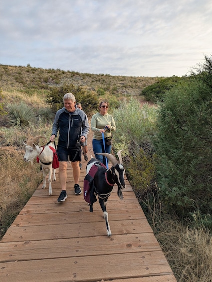 A wooden boardwalk with people walking and two goats, one with a red backpack and the other with a blue backpack. 5