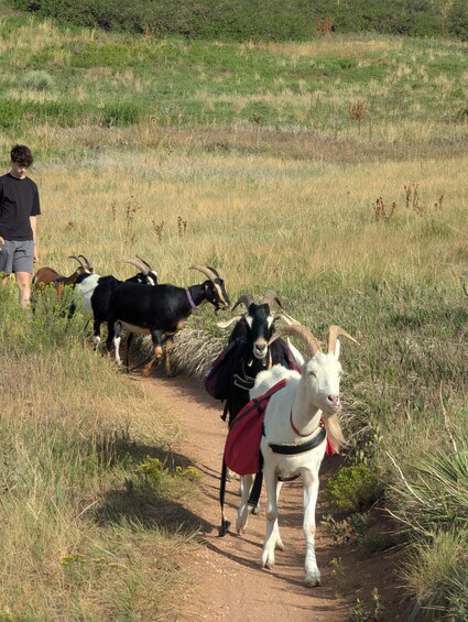 A dirt path with goats and a person. 3