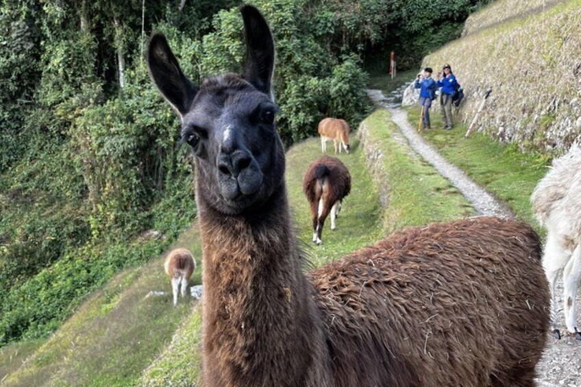 A llama with a brown coat and a white llama in a grassy area with a path. 5