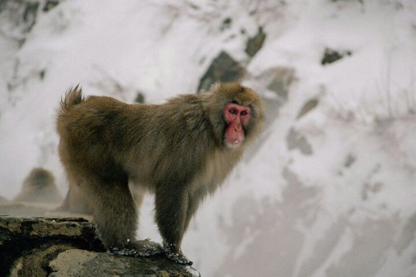 A monkey standing on a rock with a snowy mountainous background. 5