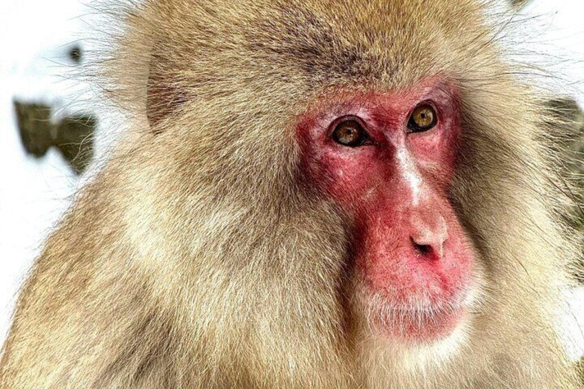 A monkey with light brown fur and a red face. 4