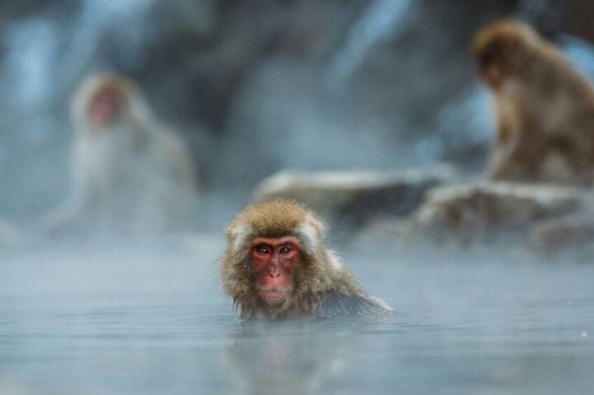 A monkey in a steam bath with other monkeys in the background. 1