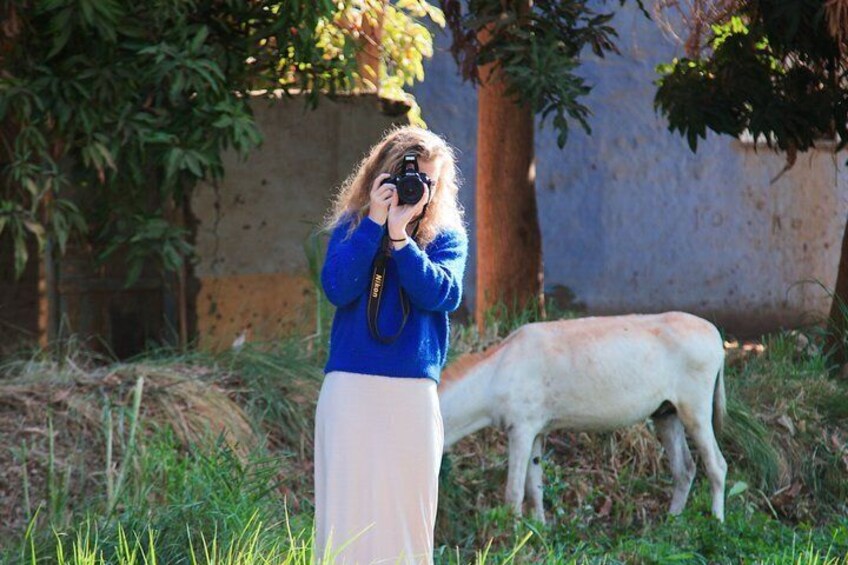 A person taking a photograph with a camera, a cow in the background, and greenery. 1