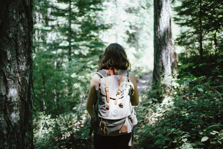 A person hiking through a dense forest with tall trees and underbrush. 1