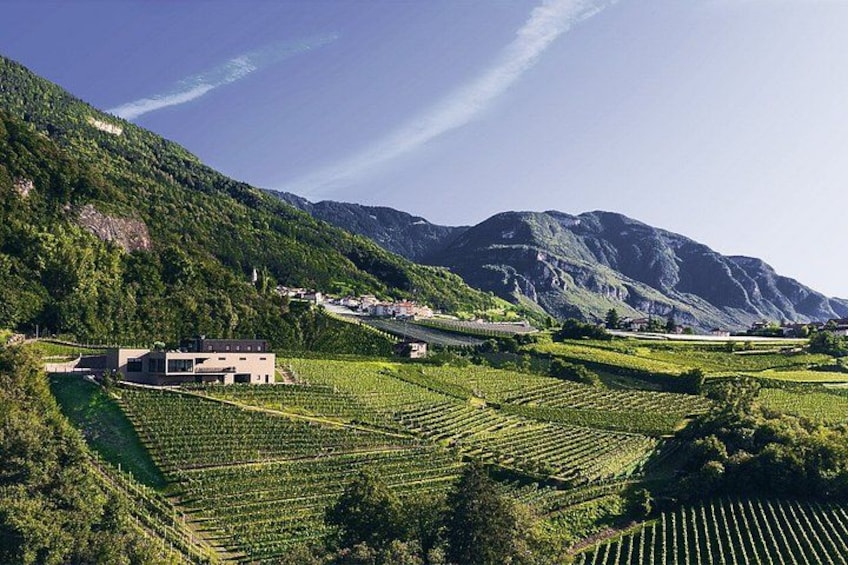 A vineyard with rows of grapevines, a modern building, and mountains in the background. 3