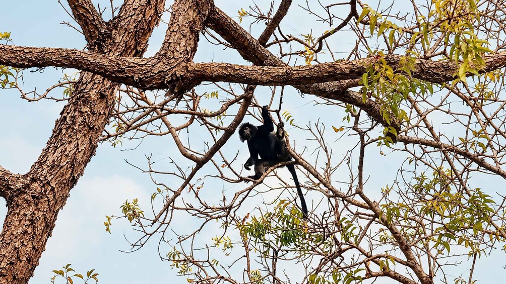 A monkey clinging to a tree branch. 5