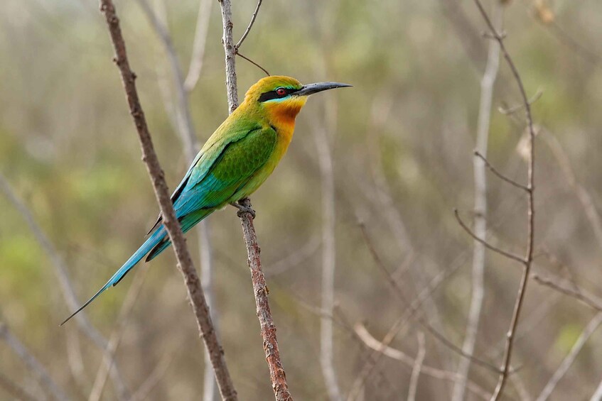 A bird perched on a branch. 2