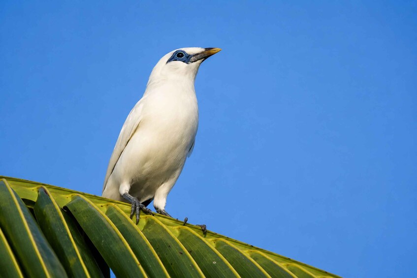 A white bird with blue markings perched on a green leaf against a clear blue sky. 4