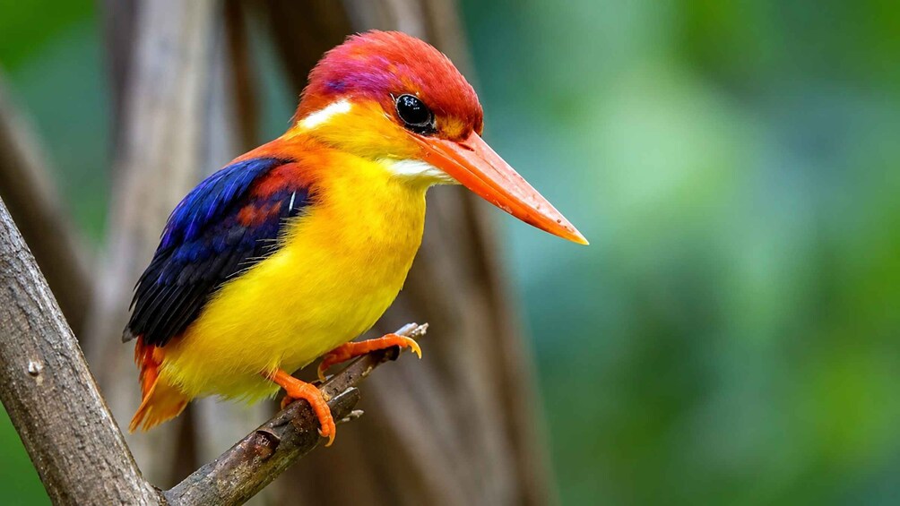 A colorful bird perched on a branch. 3