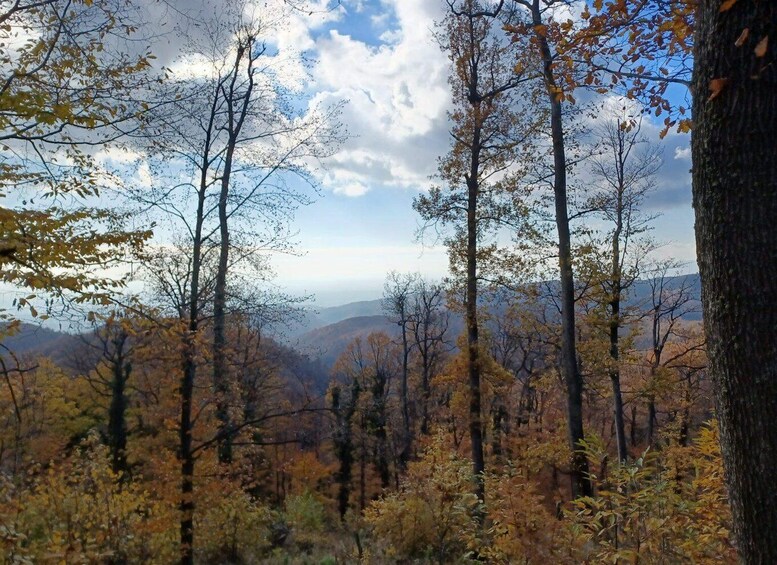 A forest with autumn-colored trees and a mountain range in the background. 5