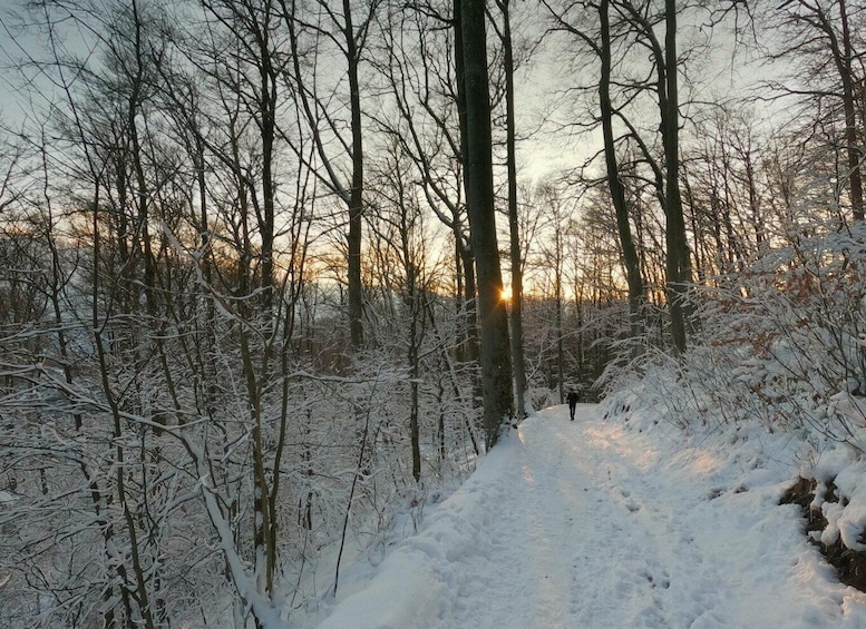 A snow-covered forest path with trees and a sunset in the background. 1