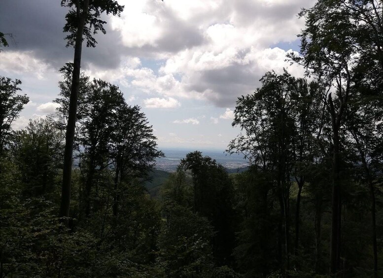 A dense forest with tall trees and a distant view of a cityscape under a cloudy sky. 4
