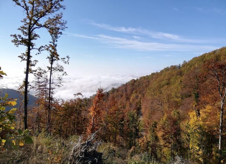 A forest with autumn foliage, a clear sky, and a mountain in the background. 2