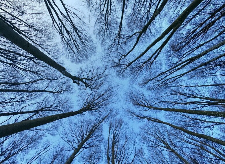 A view of bare tree branches converging towards the sky. 3