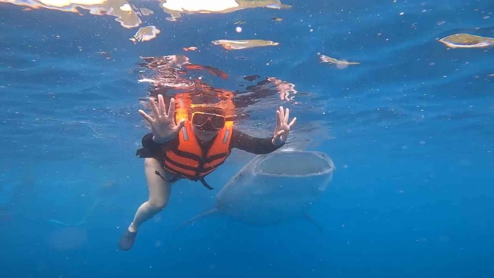 A person scuba diving with a shark nearby. 2