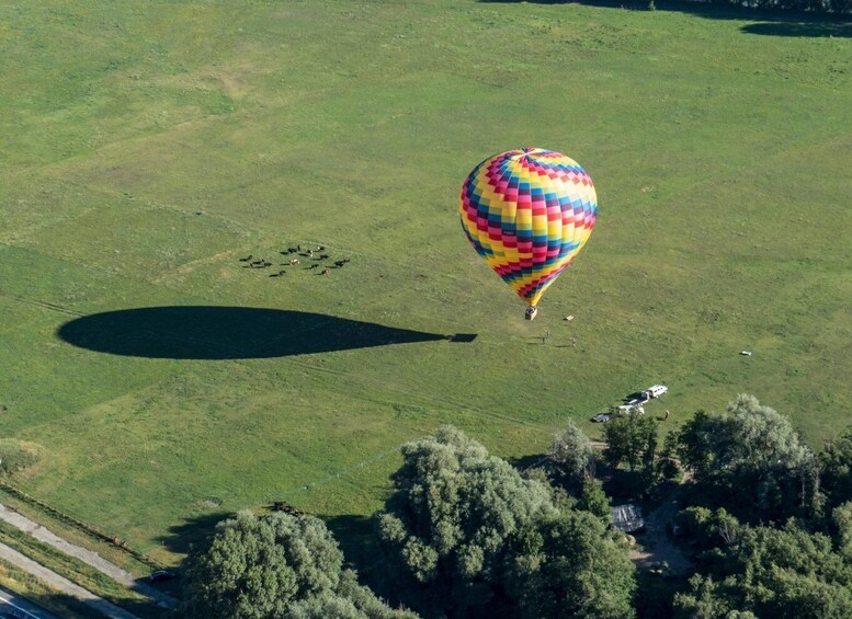 A colorful hot air balloon over a grassy field with a herd of cattle below. 3